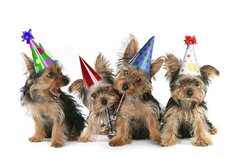 Pin van Lucy Jover op saludo de felíz cumple | Yorkshire terrier, Fijne ...