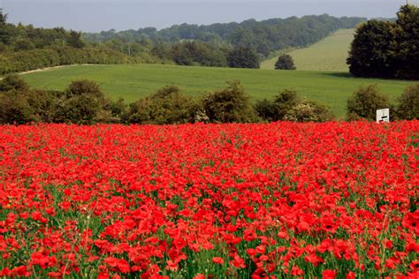 In Flanders Fields | Speaking Plainly