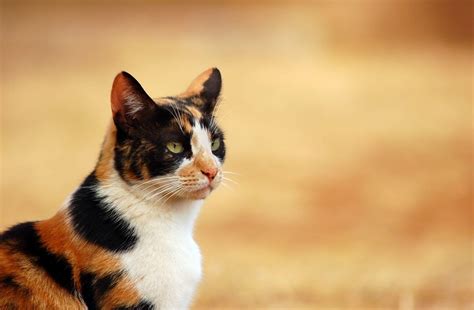 Calico Cat Wallpapers - Wallpaper Cave