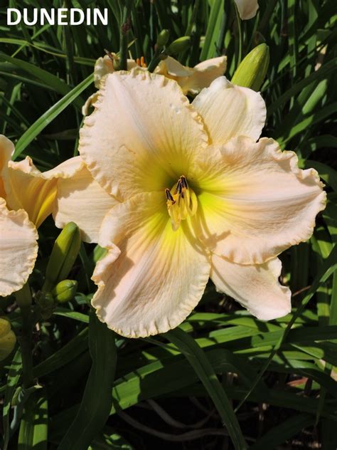 Cream & White Daylilies - WILDWOOD FARMS GENERAL STORE