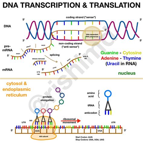 Transcription Biology Diagram