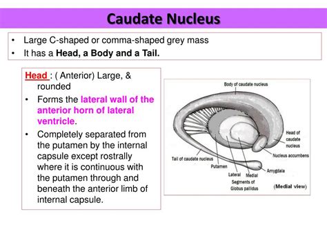 PPT - BASAL GANGLIA PowerPoint Presentation, free download - ID:2432087