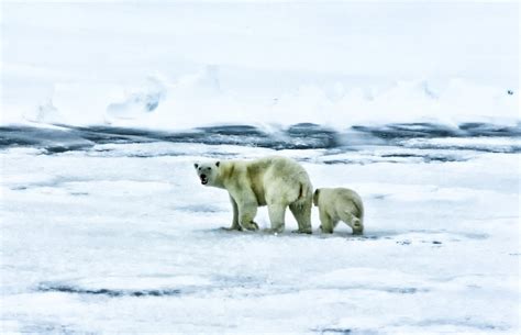 Free photo: Arctic, Sea, Ocean, Polar Bears - Free Image on Pixabay - 139397