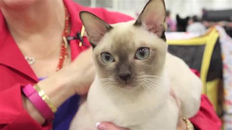 These Are 15 Pictures About Cat Breeds Tonkinese Cat - Pets Lovers