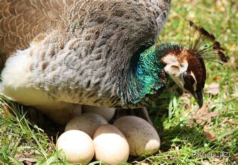 "Peacock Protecting her Eggs" by Paulette1021 | Redbubble