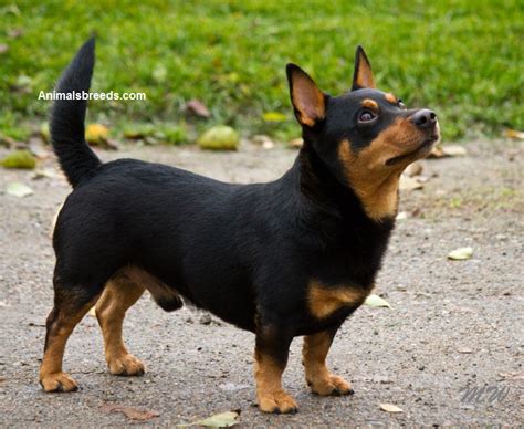 Lancashire Heeler Dog Breed - Pictures, Information, Temperament, Characteristics | Animals Breeds