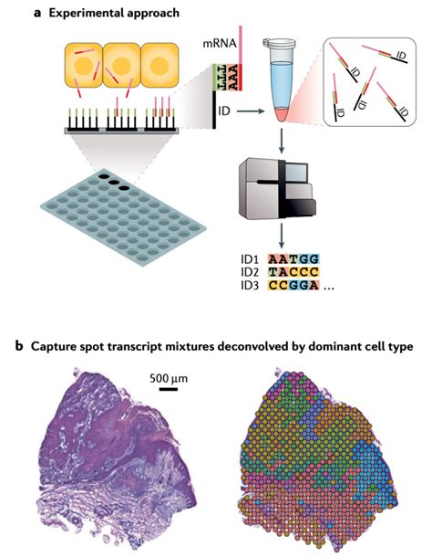 An overview of single-cell RNA sequencing and spatial transcriptomics