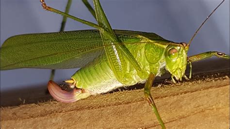 Fork-Tail Bush Katydid | Large Green Grasshopper | Extreme Close-Up Video - YouTube