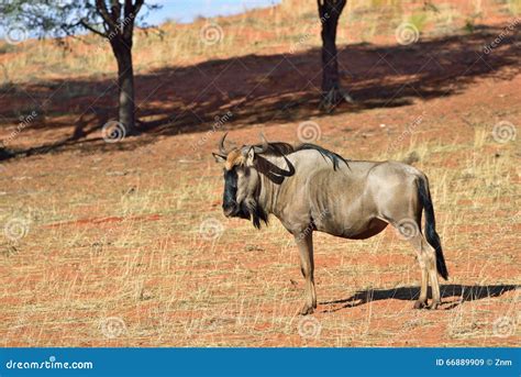 Blue wildebeest antelope stock image. Image of portrait - 66889909