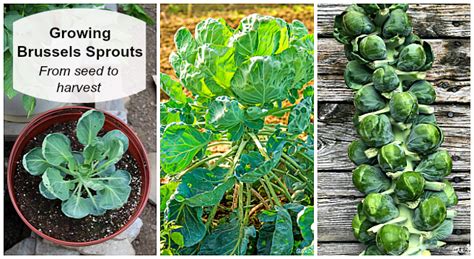 How To Grow Brussels Sprout Plants General Planting Growing, 51% OFF