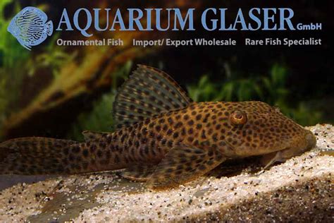 Hypostomus sp. LDA10 - Aquarium Glaser GmbH