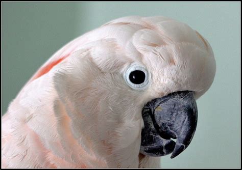 Moluccan Cockatoo | Cockatoo, Animals, Parrot