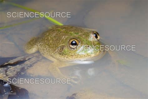 Photograph | Water-holding Frog | Science Source Images