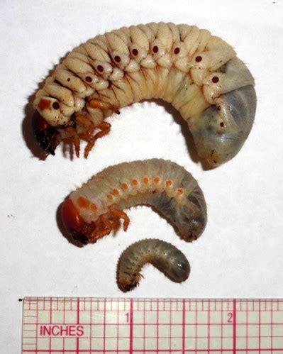 Coconut rhinoceros beetle: 3 larvae measured | Oryctes rhino… | Flickr