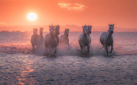 Horse Sunset 4K Wallpapers - Top Free Horse Sunset 4K Backgrounds ...