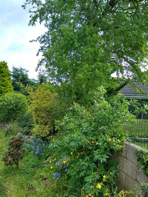 Pruning hawthorn — BBC Gardeners' World Magazine