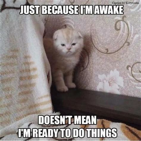 35 Cat Memes To Help You Make It Through Your Workday | CutesyPooh ...