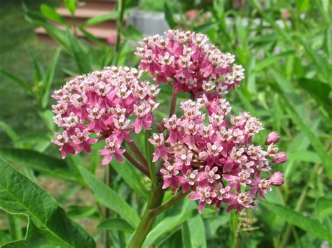 Pink Swamp Milkweed Plant, Asclepias Incarnata Pink - Milkweed 4 Monarchs