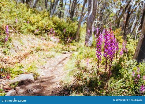 Mount Buller Walking and Biking Trails in Summer Stock Image - Image of ...