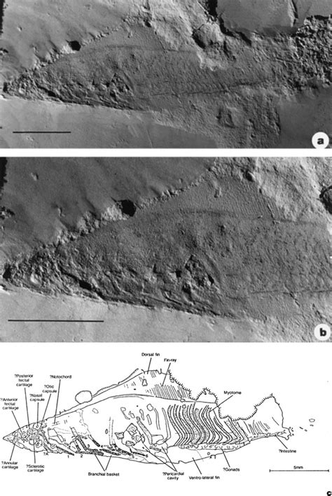 The Lower Cambrian agnathan vertebrate Haikouichthys ercaicunensis Luo,... | Download Scientific ...