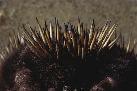 Echidna Spines Photograph by A.b. Joyce - Fine Art America