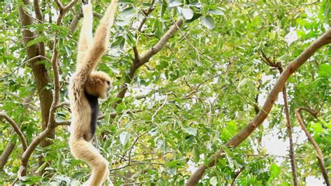 Monkey Climbing A Tree. - Gold Monkey Stock Footage Video 6285233 | Shutterstock