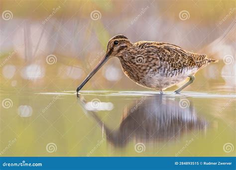 Common Snipe Wader Bird in Habitat Background Stock Image - Image of ...