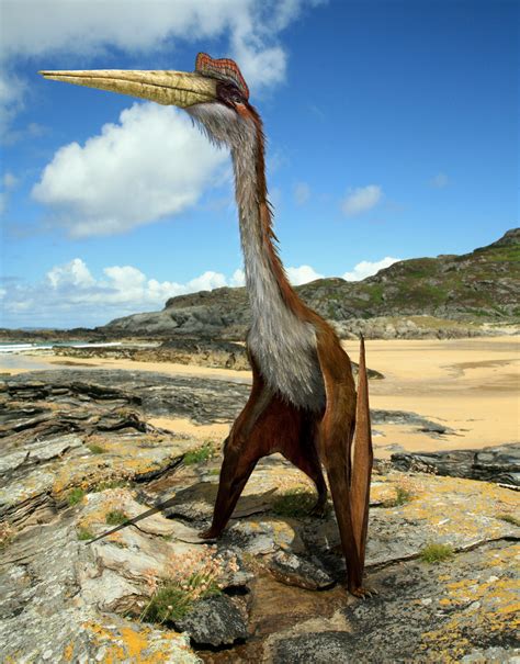 Quetzalcoatlus by Johnson-Mortimer on DeviantArt