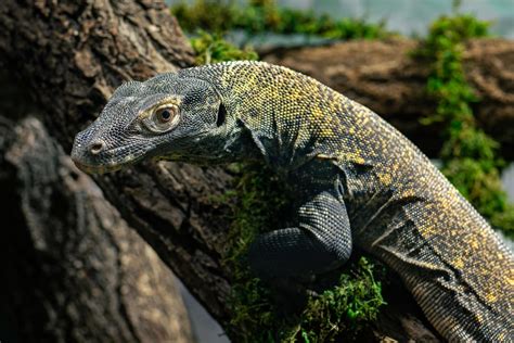 Komodo Dragon - The Living Planet Aquarium