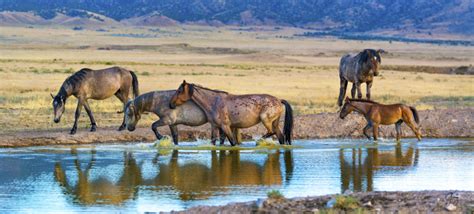 Wild Horse Photography - July 27 Onaqui Herd - Photography of Wild Horses - Onaqui Herd