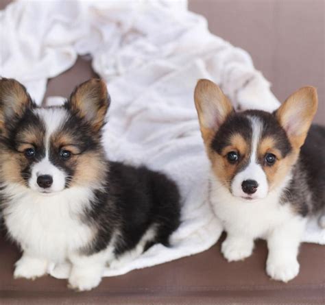 What is a Fluffy Corgi — Stumps + Rumps