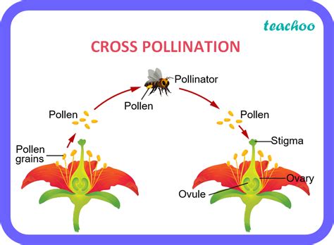 Define pollination. Differentiate between self pollination & cross