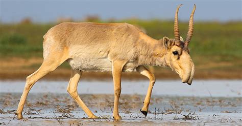 Countries Home to Saiga Antelopes Develop New Roadmap to Save the ...