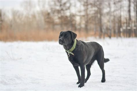 Winter Background with a Black Labrador and Footprints in the Snow. Pet Care, Dog Walking. Stock ...