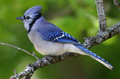 The Blue Jay | Canadian Lovely Bird Basic Facts & Information | Beauty Of Bird