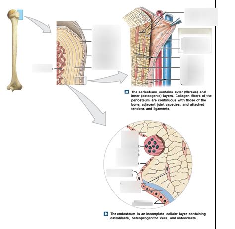 Periosteum and Endosteum Diagram | Quizlet