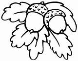 Acorn Coloring Pages And Leaves  Free Printable sketch template
