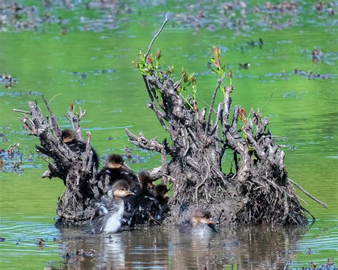 Hooded Merganser Ducklings DWF0255 Photograph by Gerry Gantt - Fine Art ...