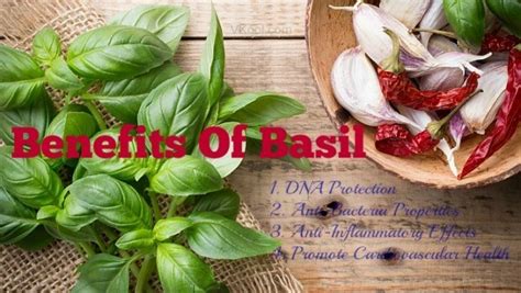 9 Health Benefits Of Basil