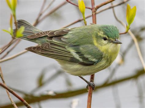 Cerulean Warbler - eBird