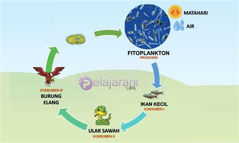 Ekosistem Kolam : Pengertian Komponen dan Contohnya - RumusHitung.Com