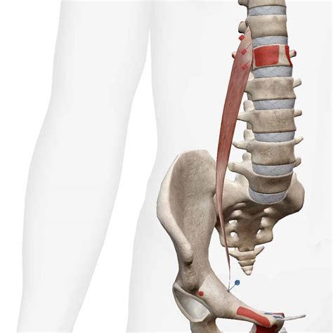 Psoas Minor - Kettlebell Exercise Encyclopedia