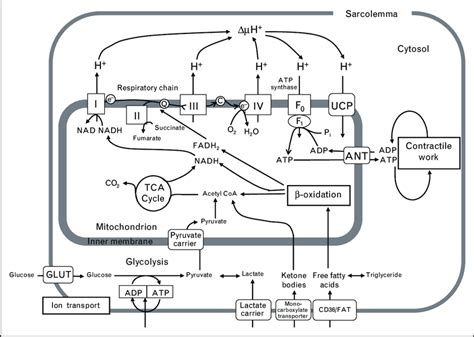 Mitochondrial energy metabolism | Download Scientific Diagram