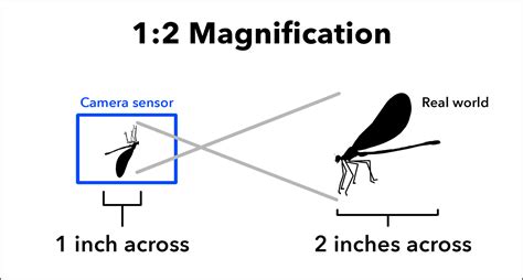 What Is Magnification in Photography?