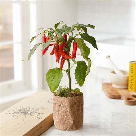 Chilli plant care – Artofit