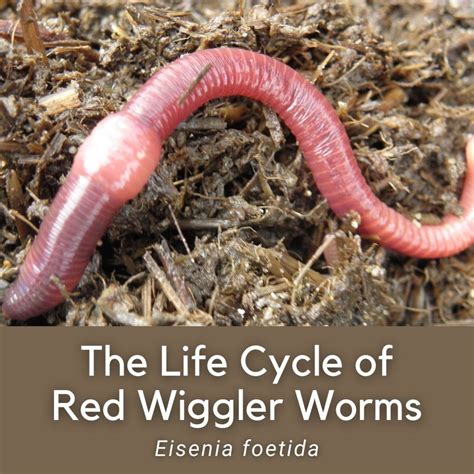 The Life Cycle And Stages Of Red Wiggler Worms Eisenia Foetida | Images ...