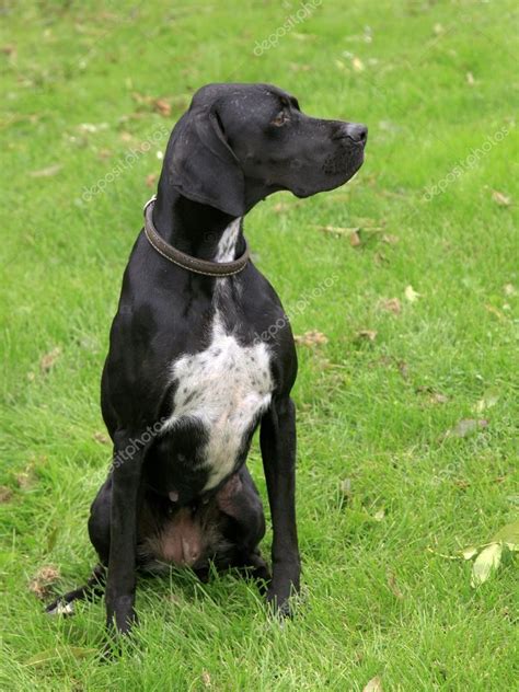 Pictures: black pointer dog | Black english pointer dog — Stock Photo ...