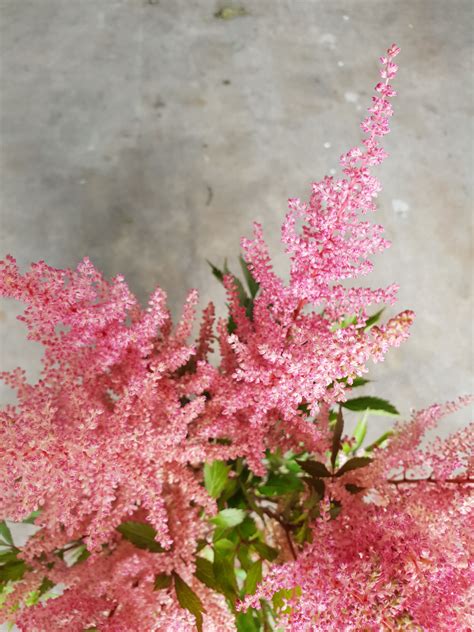 This pink astilbe is perfect for brightening up any bouquet. Astilbe ...