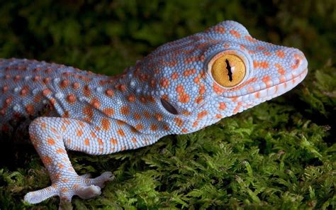 7 Facts about Tokay Gecko That You Should Know - Shifted News