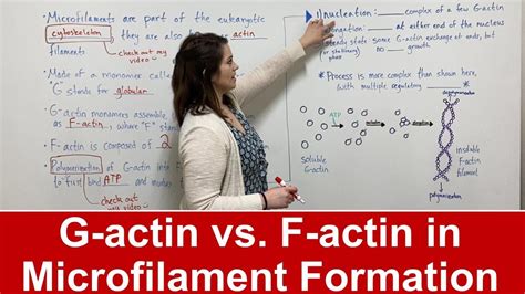 Microfilament Formation (G actin vs. F actin) - YouTube